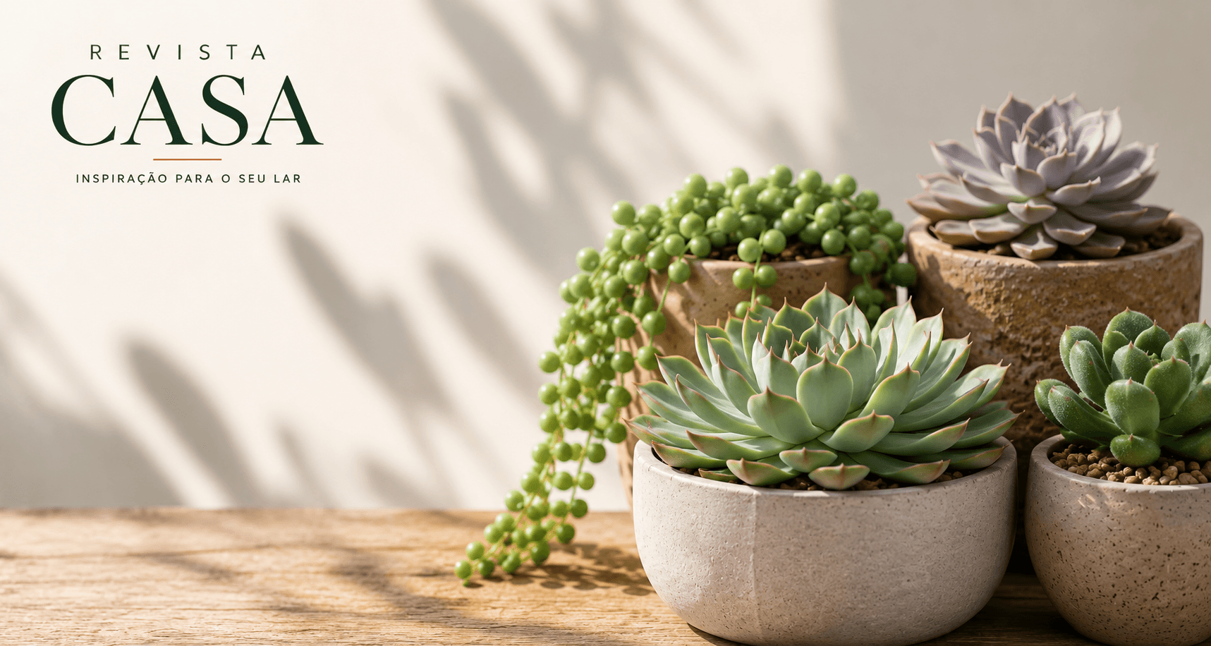 Como Plantar Suculentas: Guia Completo Para Cultivar e Cuidar em Casa